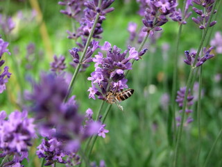 Lavender field with bees