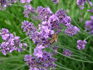 Lavender field with bees