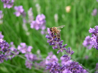 Lavender field with bees