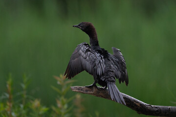 The pygmy cormorant (Microcarbo pygmaeus)