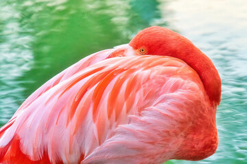 Pink Flamingo Bird