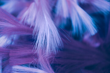 The delicate fluffy texture of feather in very purple trendy color of 2022 year. Creative gradient background. Soft selective focus. Copy space.