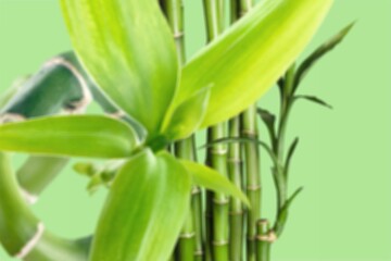 Green bamboo with leaves, nature concept