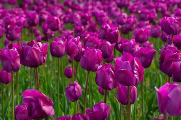 purple tulip flowers bloom in the garden. beautiful floral closeup nature background in summer