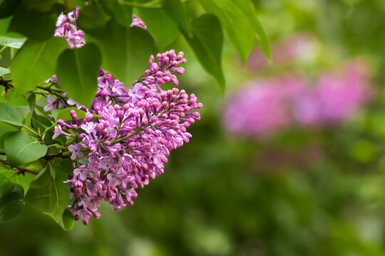 violet lilac blossom branch. beautiful floral nature background in spring season