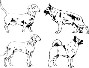 vector drawings sketches pedigree dogs and cats  drawn in ink by hand , objects with no background