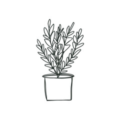 Sketch style Rosemary houseplant, home garden, potted Zanzibar Gem plant icon, sticker, label. Vector illustration.