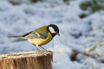 Obraz premium Kohlmeise bei der Futtersuche im Winter