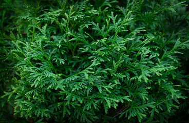 Background of Green Fresh Green Thuja tree
