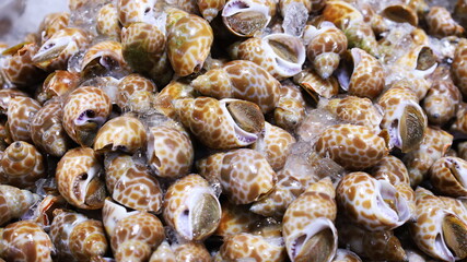 Babylon fresh frozen. Spiral babylon snail: (Babylonia spirata) Background of brown scallop on a stall in a traditional Thai fishing market. selective focus 