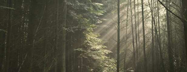 Panoramic view of majestic green deciduous and pine forest in a morning fog. Tree silhouettes. Sun rays, pure sunlight. Atmospheric dreamlike summer landscape. Nature, ecology, fantasy, fairytale
