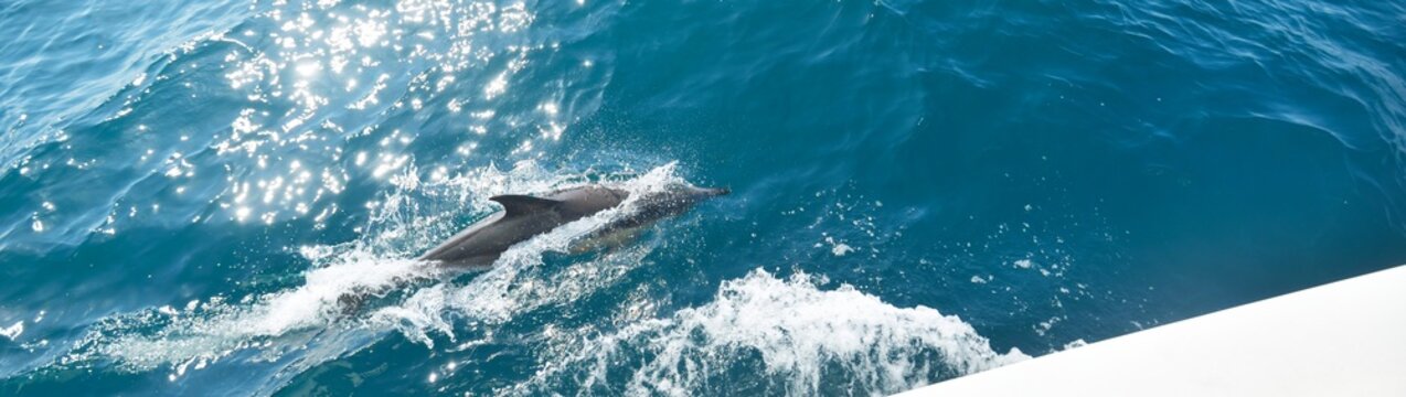 Two dolphins jumping in the Mediterranean sea on a clear day, the striped dolphin (Stenella coeruleoalba) close-up. Waves, water splashes. A view from the sailing boat. Spain. Recreation, cruise