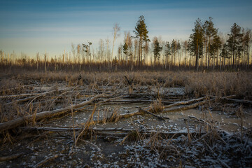 forest in winter