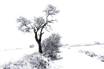 Lone tree in the foreground without leaves in full snowfall, at the beginning of a snowy road.
