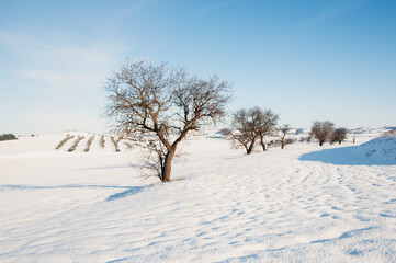 Fototapeta na wymiar Sunny winter day in the countryside with a row of leafless apple trees