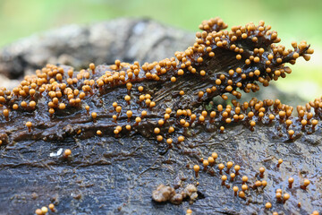 Trichia varia, a slime mold from Finland, no common English name