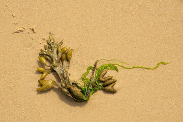 Small piece of seaweed on a beach © John Price