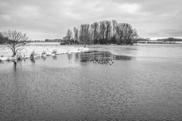 Monochrome Dutch winter landscape with coots in an increasingly frozen lake. The photo was taken on a cloudy day near the village of Hooge Zwaluwe in the province of North Brabant.