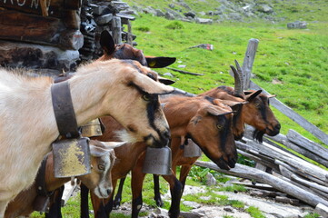Goats on a meadow in Southtyrol 