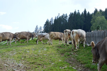 Cows on a meadow in Southtyrol 