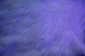 Hairy background in trendy violet color. Purple fur texture background in very peri lavender color...