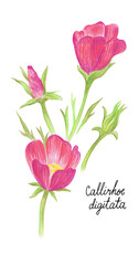 Callirhoe flower