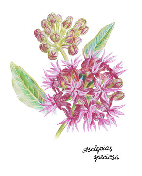 Asclepias flower