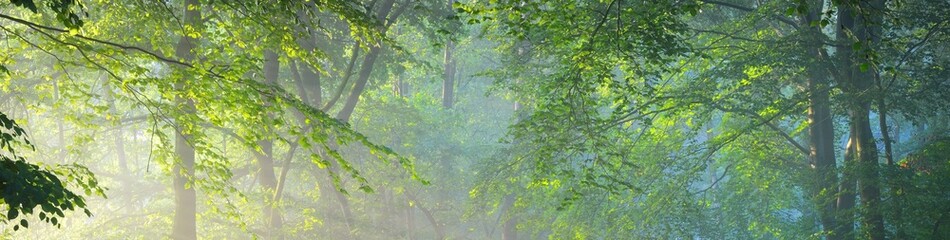 Panoramic view of majestic green deciduous and pine forest in a morning fog. Tree silhouettes. Sun...