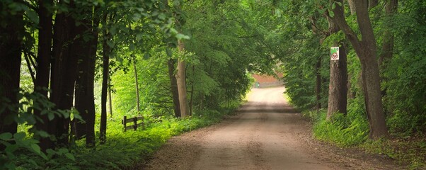 Dark empty mysterious alley (single lane rural road) through the green deciduous trees. Idyllic...