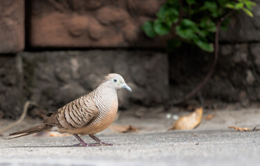 bird in the morning