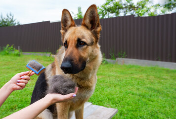 Dog grooming. The girl on the green grass is combing the fur of a German shepherd. A woman is caring for her German shepherd dog, combing a dog