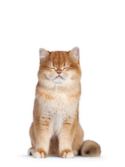 Cute golden shaded British Shorthair cat kitten, sitting up facing front. Eyes closed, sleeping. Isolated on a white background.