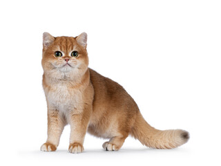 Cute golden shaded British Shorthair cat kitten, standing side wayy. Looking towards camera with big round eyes. Isolated on a white background.
