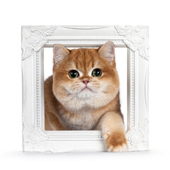 Cute golden shaded British Shorthair cat kitten, sitting through white picture frame. Looking towards camera with big round eyes. Isolated on a white background.