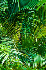 Abstract background of sago palm with green leaves and long, lush leaves.