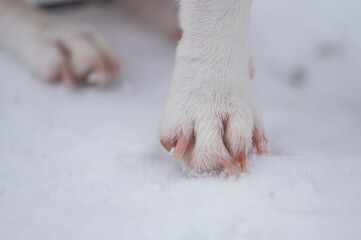 Close-up of dog paws on white snow.