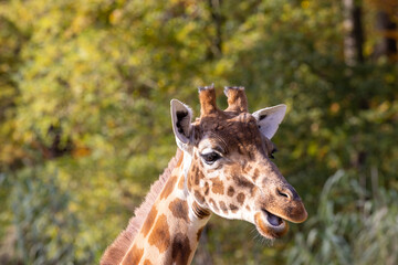 Kordofan giraffe or Giraffa camelopardalis antiquorum, also known as the Central African giraffe...