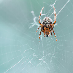 spider on the web