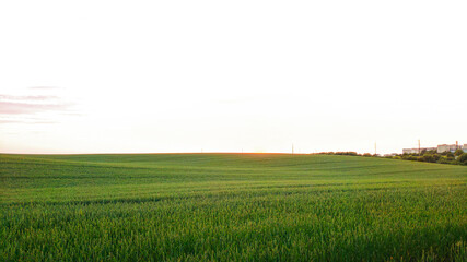 green field and blue sky