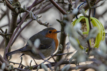 Robin feasts on a bird feeder filled with fat and seed.