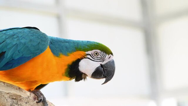Colorful Macaw bird eating dry sunflower seeds from human hand.