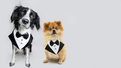 Portrait elegant dogs wearing a tuxedo costume. Isolated on gray background