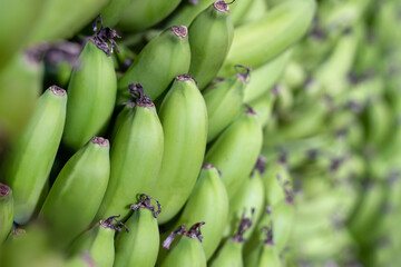 Banana industry. Large bunch of fresh green bananas. Natural fruits. Close-up.