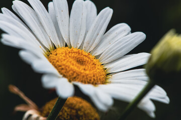 Fototapeta premium Chamomile close-up. Summer. Green background 