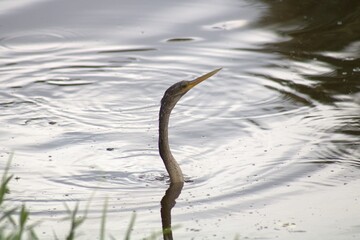 Anhinga In Water