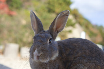 white rabbit on the grass