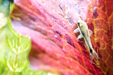 Ohrgitterharnischwels auf Lotus