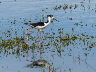 Black-Necked Stilt in the shallow water of Myakka River in Myakka River State Park in Sarasota Florida USA