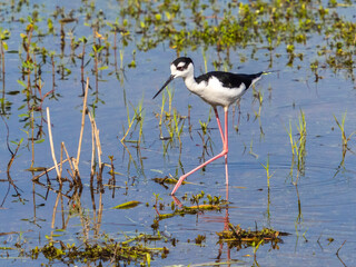 Black-Necked Stilt in the shallow water of Myakka River in Myakka River State Park in Sarasota Florida USA