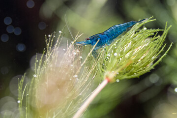Neocaridina Davidi Blue Dream